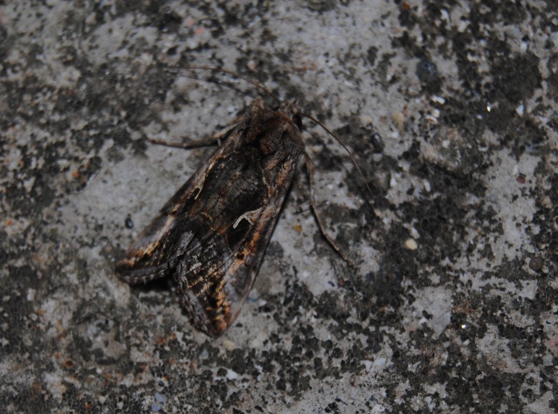 Autographa gamma